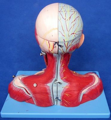 Medizinische Studie Erweiterte PVC menschliche Kopf Muskeln Nerven und Gehirn Anatomisches Rumpfmodell