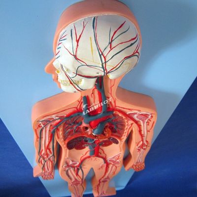 Modelle des menschlichen Gefäßsystems, die die Anatomie des Herz-Kreislauf-Systems zum Training darstellen