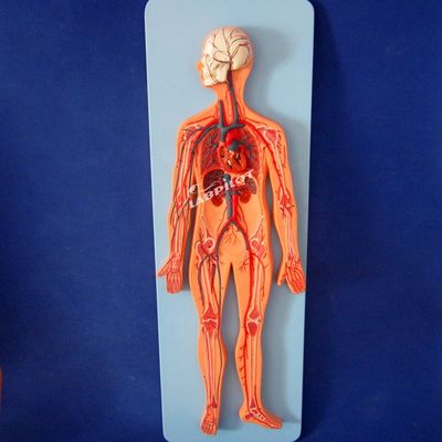 Modelle des menschlichen Gefäßsystems, die die Anatomie des Herz-Kreislauf-Systems zum Training darstellen