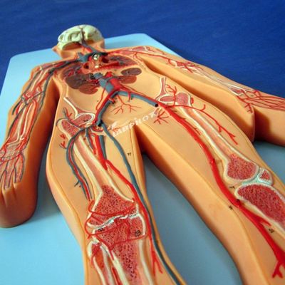 Modelle des menschlichen Gefäßsystems, die die Anatomie des Herz-Kreislauf-Systems zum Training darstellen