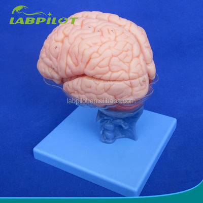 Menschliche Lebensgröße 3D-Anatomie-Lehrmodell 15 Trennstücke für die Medizinische Wissenschaft