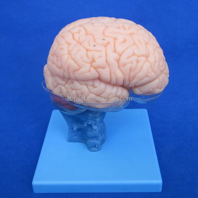 Menschliche Lebensgröße 3D-Anatomie-Lehrmodell 15 Trennstücke für die Medizinische Wissenschaft