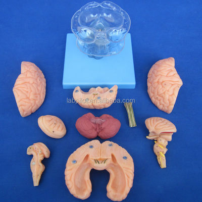 Menschliche Lebensgröße 3D-Anatomie-Lehrmodell 15 Trennstücke für die Medizinische Wissenschaft