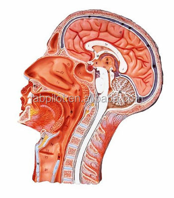 Zwei-seitiges Halbkopf- und Gehirnmodell für Krankenhäuser mit Kopfmedian Sagittal-Abschnitt