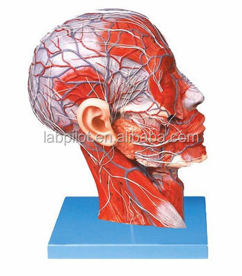 Zwei-seitiges Halbkopf- und Gehirnmodell für Krankenhäuser mit Kopfmedian Sagittal-Abschnitt