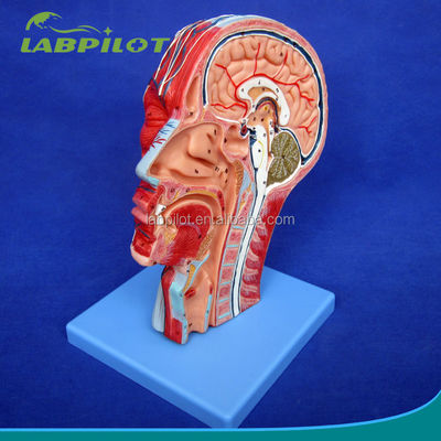Bildungsdemonstration Anatomisches Halbkopfmodell mit Gehirn und Gefäßen