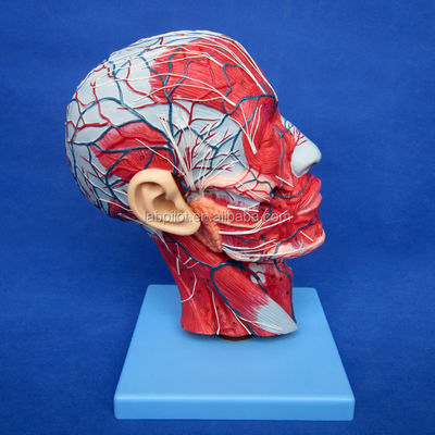 Bildungsdemonstration Anatomisches Halbkopfmodell mit Gehirn und Gefäßen