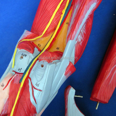 Abnehmbare Muskeln der unteren Gliedmaßen Medizinisches Modell Advanced PVC für die Anatomie-Ausbildung