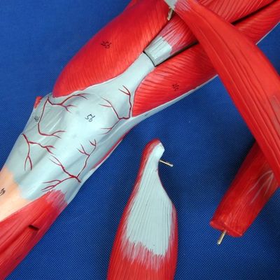 Abnehmbare Muskeln der unteren Gliedmaßen Medizinisches Modell Advanced PVC für die Anatomie-Ausbildung