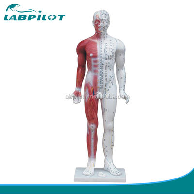 Meridian Demonstration Deluxe Human Akupunktur Modell 84CM mit Muskel für Bildung