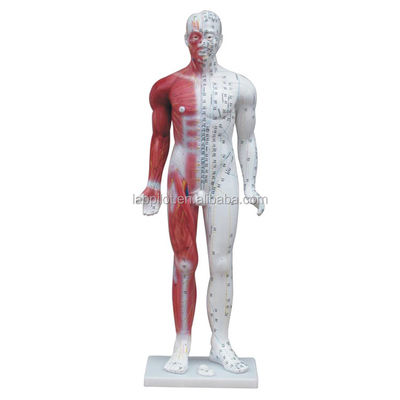 Meridian Demonstration Deluxe Human Akupunktur Modell 84CM mit Muskel für Bildung