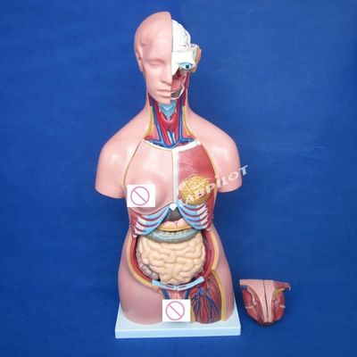 Weibliche Brustwand Gehirn Lunge und Herz Organ Modell für menschliche Lebensgröße Lehre