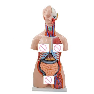 40 Teile Gehirn Herz Lunge Magen Niere Modell für den medizinischen Anatomieunterricht in Krankenhäusern