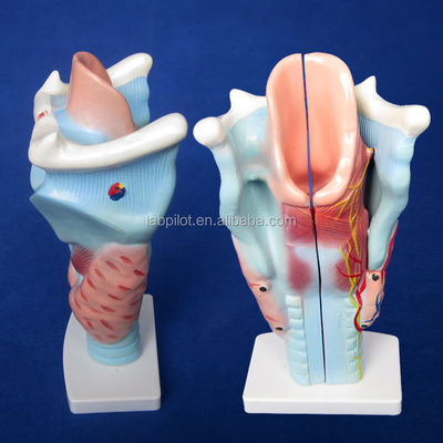 3-Teil-Larynx- und Schilddrüsenmodell für das menschliche Atmungssystem