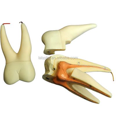 Zahnpflege Demonstration Trennbares anatomisches Zahnmodell für dreiwurzelhafte Molarzähne