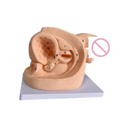 Kombination Krankenpflege Dummy menschliche Lebensgröße weibliche Genitalorgane Modell für den Unterricht