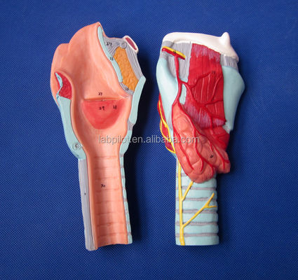Anatomische Demonstration mit einem abnehmbaren Kehlkopfmodell mit 33 anatomischen Markierungen
