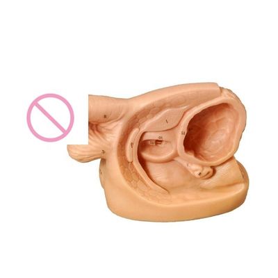 Männliche Genitalanatomie Unterrichtsmodell für Katheterisierung Training Bildungsmannequin