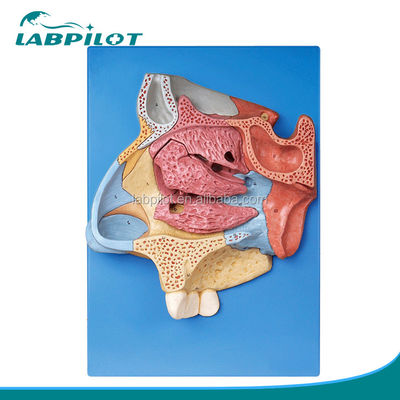 Erweitertes PVC-Nasenhöhlenmodell für ein umfassendes anatomisches Verständnis der Nase