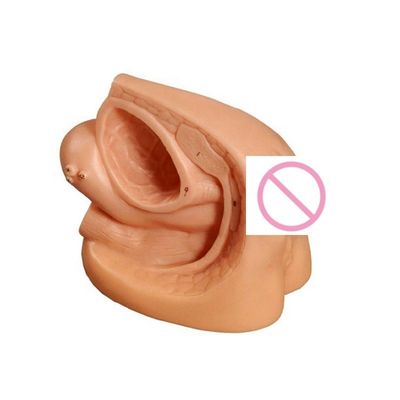 Männliche Genitalanatomie Unterrichtsmodell für Katheterisierung Training Bildungsmannequin