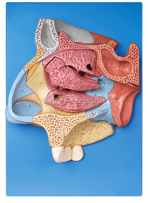 Erweitertes PVC-Nasenhöhlenmodell für ein umfassendes anatomisches Verständnis der Nase