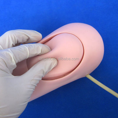 Erweitertes Modell für die medizinische Wissenschaft von PVC-Oberbein-Trauma-Hämorrhagie und amputiertem Arm