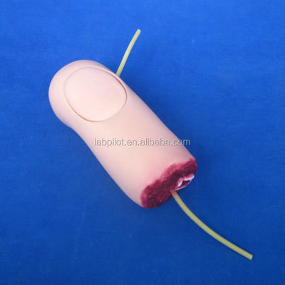 Erweitertes Modell für die medizinische Wissenschaft von PVC-Oberbein-Trauma-Hämorrhagie und amputiertem Arm
