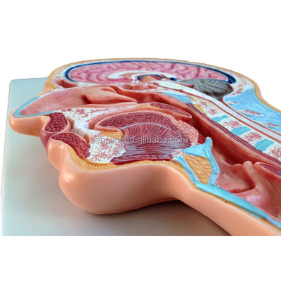 Kategorien Anatomie des Nervensystems Modell mit mittlerem Abschnitt Kopf und Gehirn Modell für Krankenhäuser