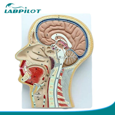 Professionelles anatomisches Modell Sagittaler Mittelteil des Kopfes mit Mund Nase und Pharynx