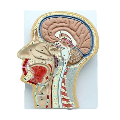 Professionelles anatomisches Modell Sagittaler Mittelteil des Kopfes mit Mund Nase und Pharynx