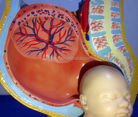 Medizinisches Modell weibliches Becken Fötus Uterus und Embryo in der 40. Schwangerschaftswoche