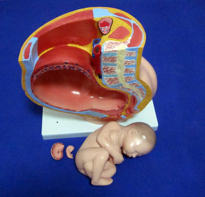 Medizinisches Modell weibliches Becken Fötus Uterus und Embryo in der 40. Schwangerschaftswoche