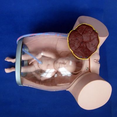 Erweiterte PVC-Geburtsmannequin-Kategorien für Schwangere