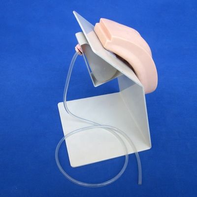 Realistische menschliche Mannequin für Katheterisierung Demonstration bei weiblichen und männlichen Patienten