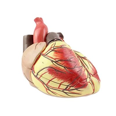 Modell für die menschliche biologische Lehre Advanced Jumbo Heart für medizinische Wissenschaften