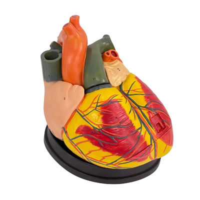 Modell für die menschliche biologische Lehre Advanced Jumbo Heart für medizinische Wissenschaften