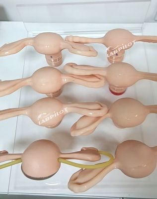 Uterus-Simulator für gynäkologische Anatomie-Modelle, die in der Krankenpflege, Hebammen- und Mutterschaft verwendet werden
