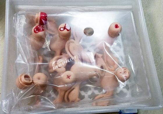 Uterus-Simulator für gynäkologische Anatomie-Modelle, die in der Krankenpflege, Hebammen- und Mutterschaft verwendet werden