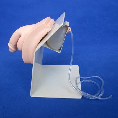 Männliche Blasenmodell-Urethralkatheter Simulator für Patienten Pflege Demonstration