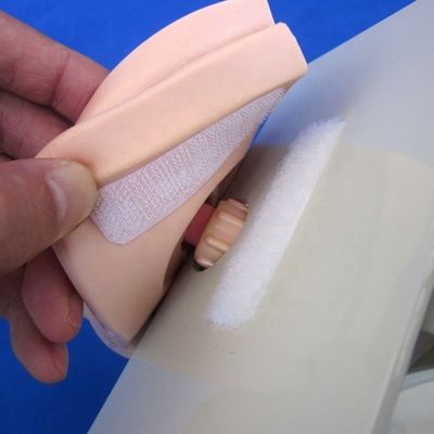 Männliche Blasenmodell-Urethralkatheter Simulator für Patienten Pflege Demonstration