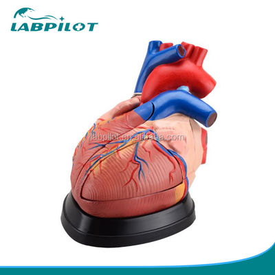 Anatomie des menschlichen Herzens 3D-Modell für die anatomische Demonstration 3 mal vergrößert 5 Teile