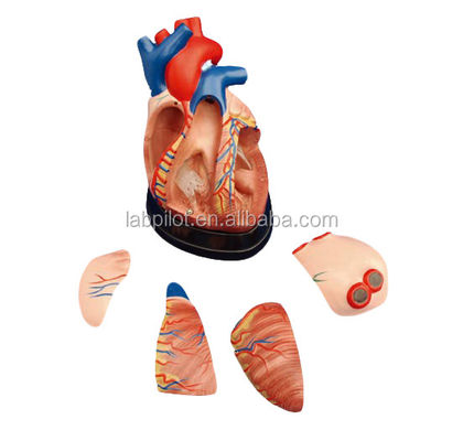 Anatomie des menschlichen Herzens 3D-Modell für die anatomische Demonstration 3 mal vergrößert 5 Teile