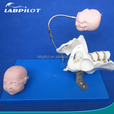 Vivid Pelvis und Fötusköpfe Erweitertes PVC-Modell zur Demonstration von Geburtsfähigkeiten