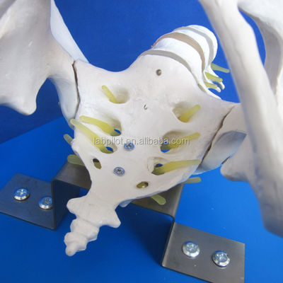 Vivid Pelvis und Fötusköpfe Erweitertes PVC-Modell zur Demonstration von Geburtsfähigkeiten