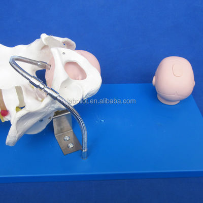 Vivid Pelvis und Fötusköpfe Erweitertes PVC-Modell zur Demonstration von Geburtsfähigkeiten