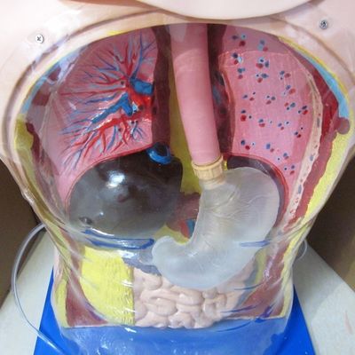 Innovative Fähigkeiten im Bereich Nasen-Gastric Tube und Luftröhre