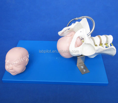 Vivid Pelvis und Fötusköpfe Erweitertes PVC-Modell zur Demonstration von Geburtsfähigkeiten