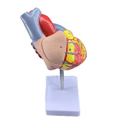 Lebensgröße 2 Teile Medizinische Anatomie Körperteile Herzmodell zur Demonstration