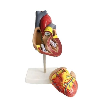 Lebensgröße 2 Teile Medizinische Anatomie Körperteile Herzmodell zur Demonstration