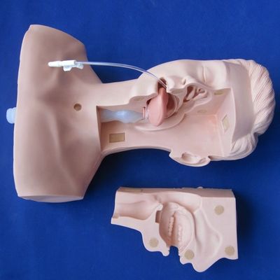Vorzugsmannequin der Schulen für die fortgeschrittene Saugschulung und das Modell zur Saugung von Sputum